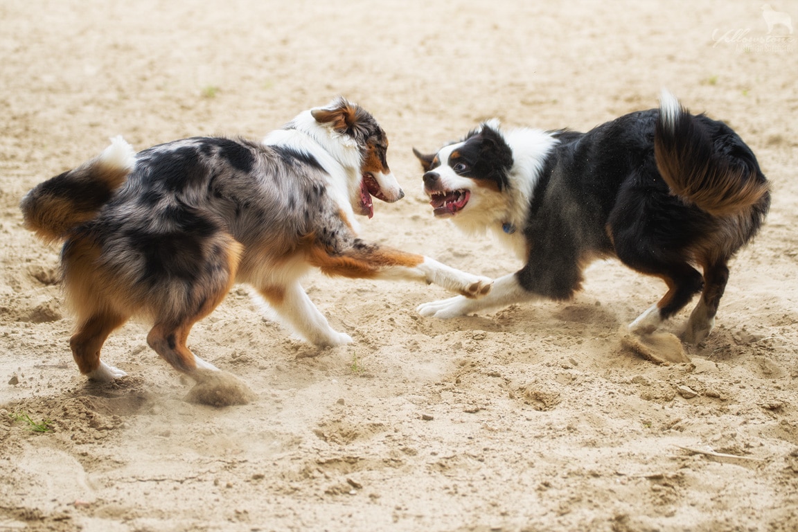 Entwicklung des Charakters eines Hundes