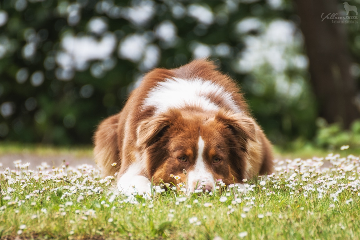 Kastration Aufklarung Yellowstone Australian Shepherds