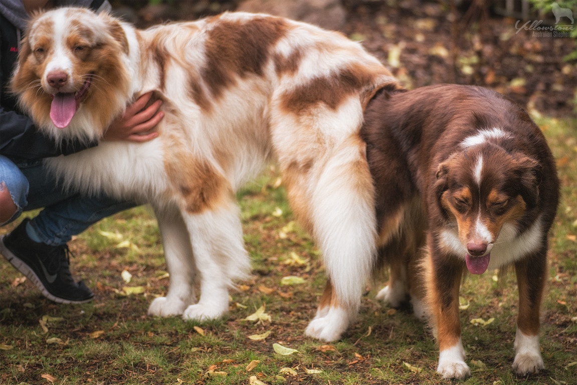 Wurf Mit Mehreren Ruden Yellowstone Australian Shepherds