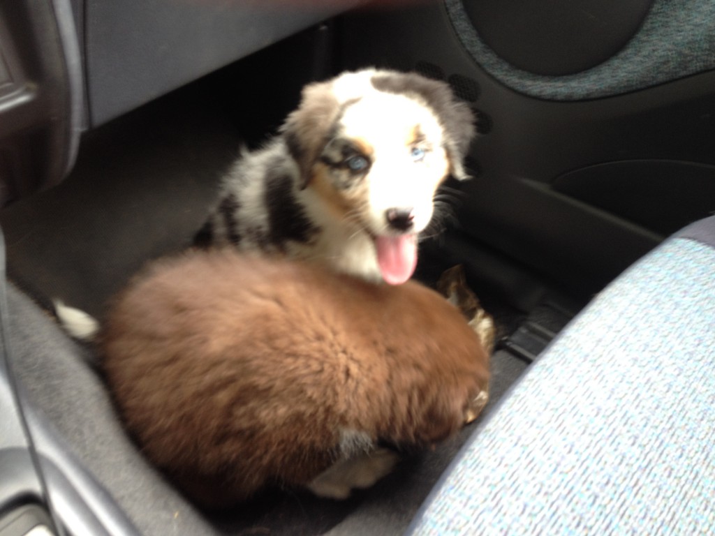 australian shepherd 6 monate fell stresssymptome bei hunden welpen yellowstone australian shepherds australian shepherd 6 monate fell stresssymptome bei hunden welpen yellowstone australian shepherds