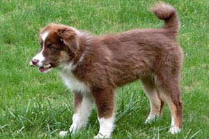 Rutenanomalien: Knickrute - Yellowstone Australian Shepherds