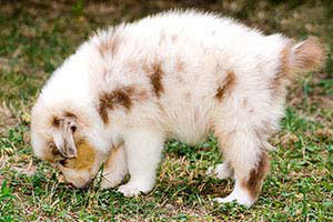 Brachyurie - Natural Bobtail (NBT) - Yellowstone Australian Shepherds