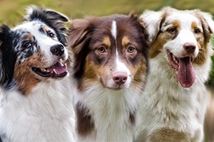 Menüpunkt für Australian Shepherd Hündinnen