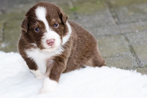 Menüpunkt für Australian Shepherd Welpen