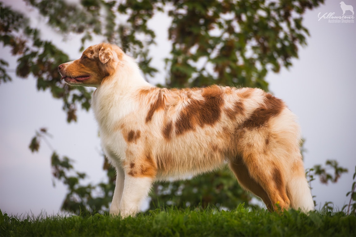 Menüpunkt für Australian Shepherd Deckrüden